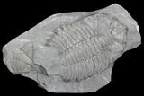 Bargain Dalmanites Trilobite - New York #99057-1